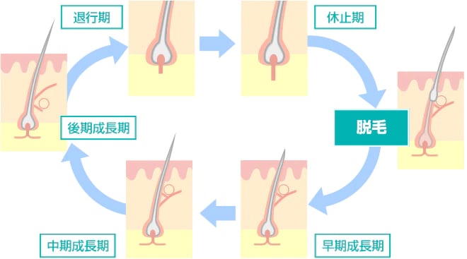 正常なヘアサイクル