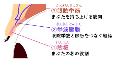 眼瞼下垂とは {正常なまぶた}