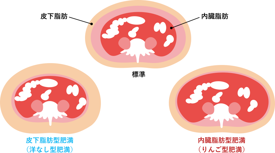 内臓脂肪にアプローチ